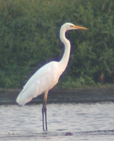 Grotezilverreiger180803